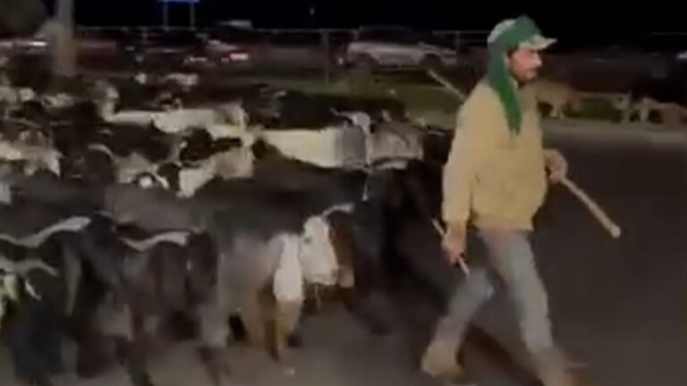 People are tracking this shepherd fleeing Israeli strikes in Lebanon | Israel attacks Lebanon