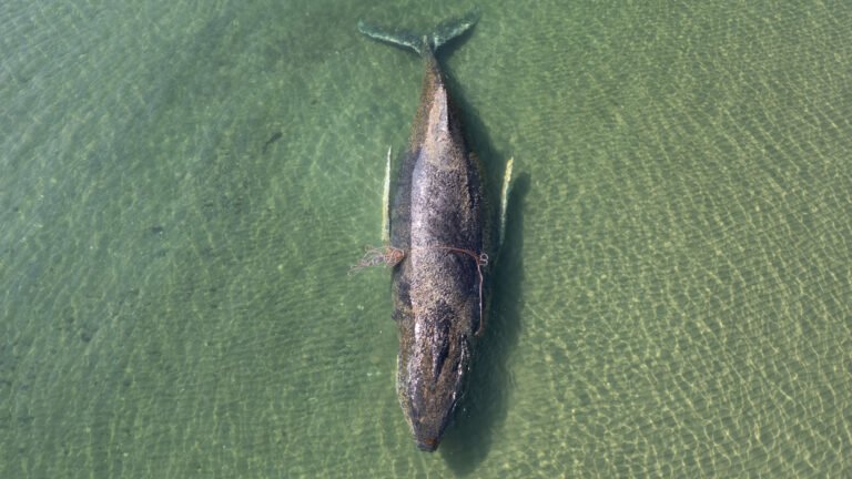 Rescuers race to save stranded whale in Germany | Newsfeed