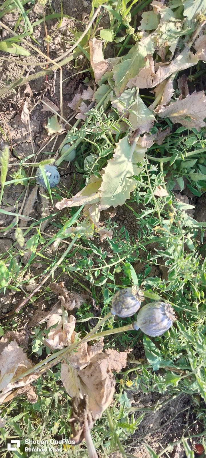 Police Action Against Opium Cultivation On Teacher’s Farm Crime News – Madhya Pradesh News