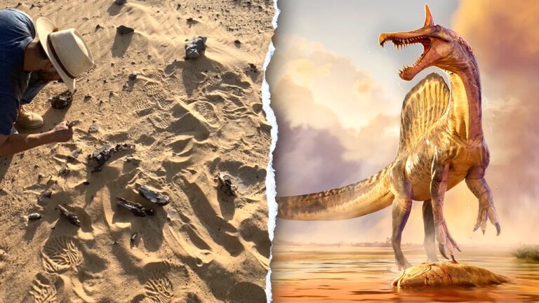 Spinosaurus mirabilis new species discovered by professor and team in Niger