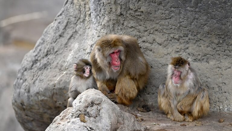 Punch the monkey is seen cuddling with fellow macaque at Japanese zoo