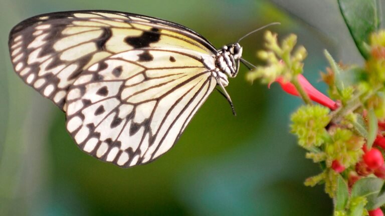 UK wildlife to replace historical figures on next series of banknotes | UK News