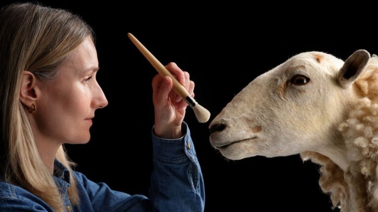 Cloned predecessor to Dolly the sheep goes on permanent display at Scottish museum | UK News