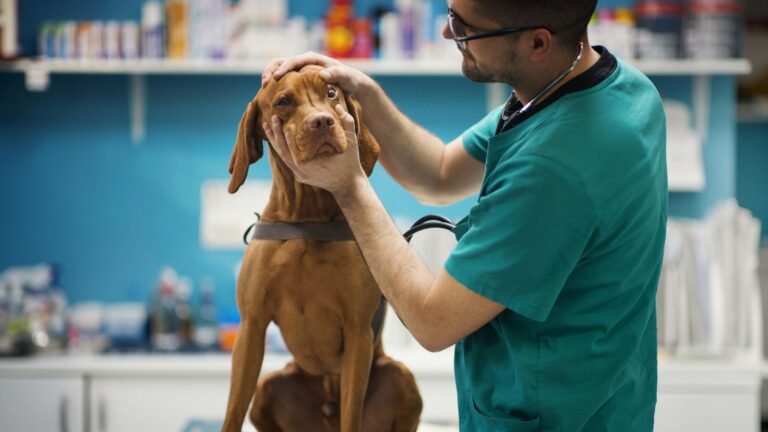 Pet owners to pay no more than £21 for prescriptions after major investigation | Money News