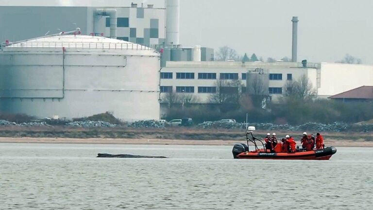 Humpback whale stranded again off German coast – just days after rescue | World News