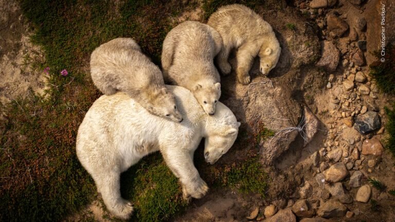 Wildlife Photographer of the Year: People’s Choice winner named | Ents & Arts News