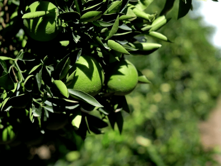 South African fruit exports face delays as Iran war disrupts shipping | Business and Economy