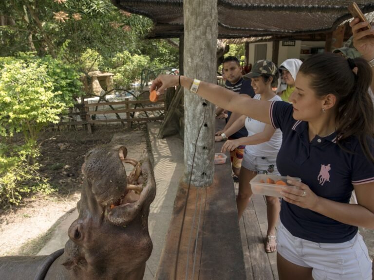 Colombia to cull hippo population founded by drug lord | Wildlife News