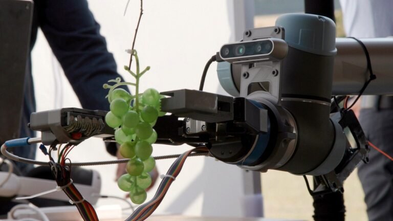 AI-driven grape sensor RipenAI could transform winemaking, researchers insist
