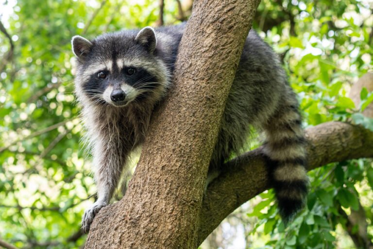 Ubuntu Resolute Raccoon drops Xorg, keeps X11 apps alive • The Register