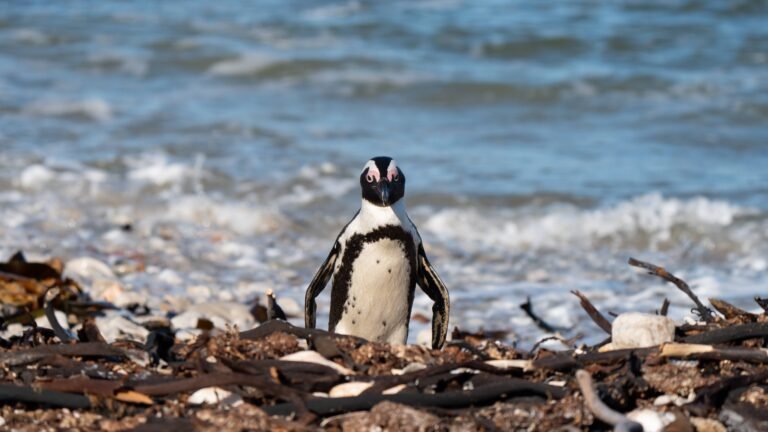 More ancient Linux device support facing the ax • The Register