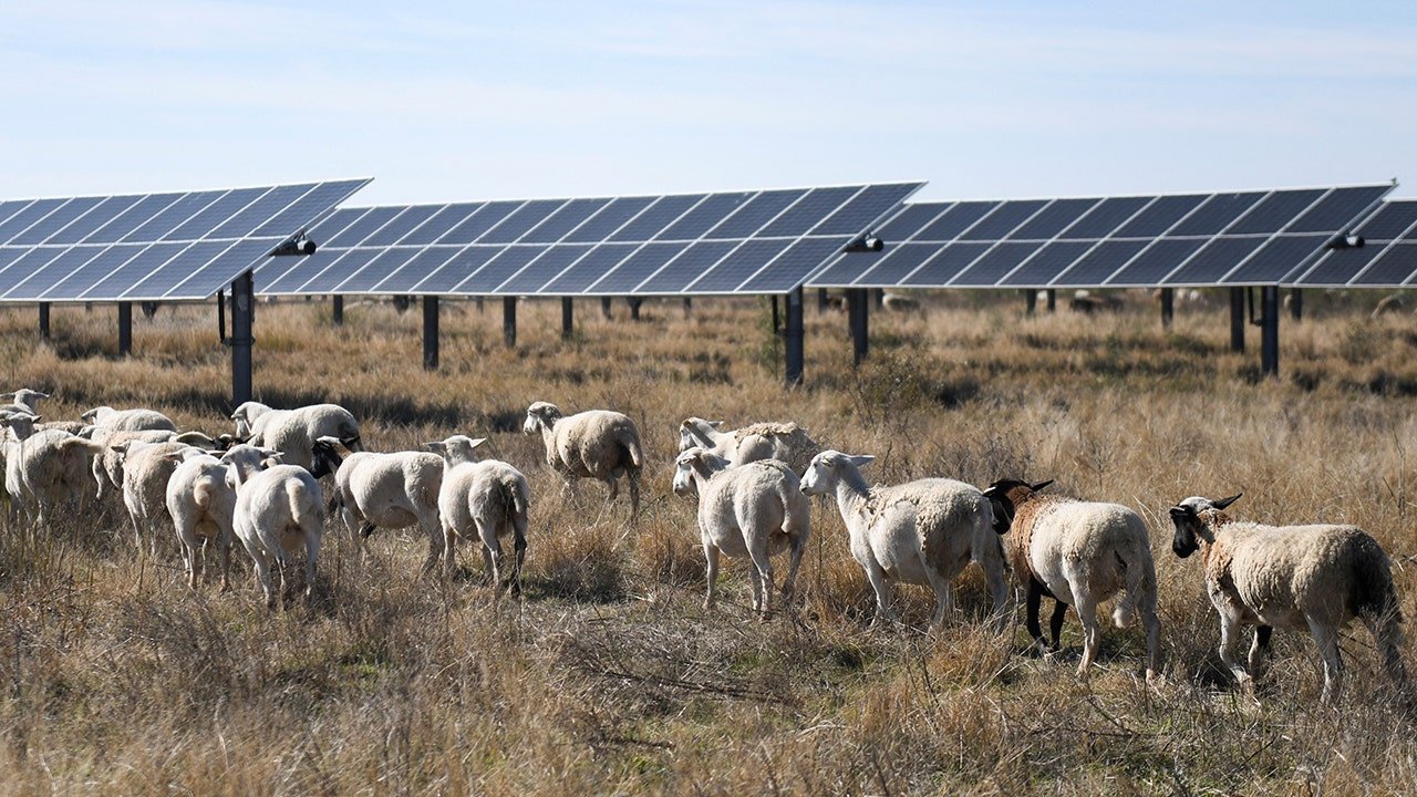solar-farms-sheep-graze-farm.jpg
