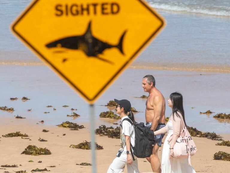 Man killed in great white shark attack in western Australia | Wildlife News