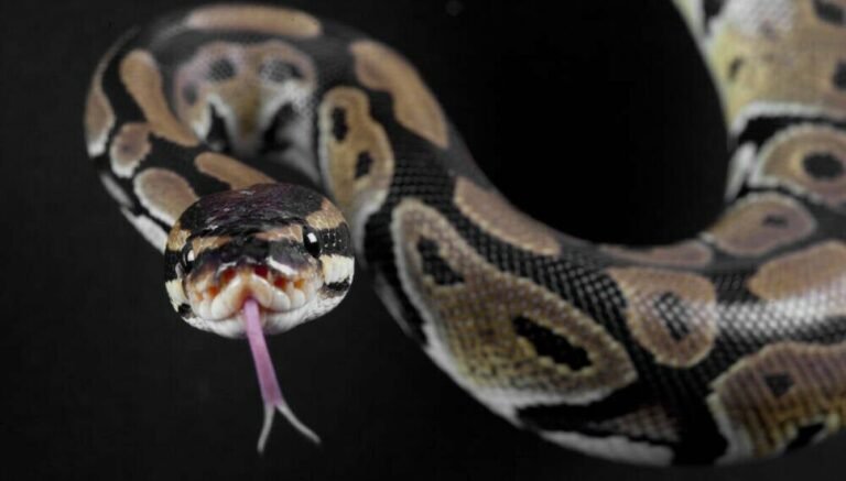 Feature freeze for Python 3.15 as first beta released