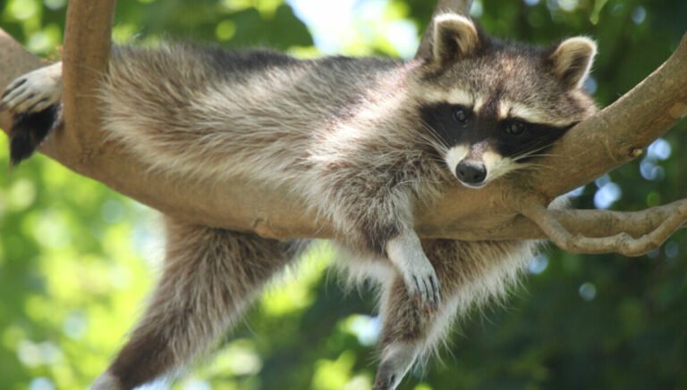 GNOME may rule Ubuntu Resolute Raccoon, but X.org isn’t roadkill yet