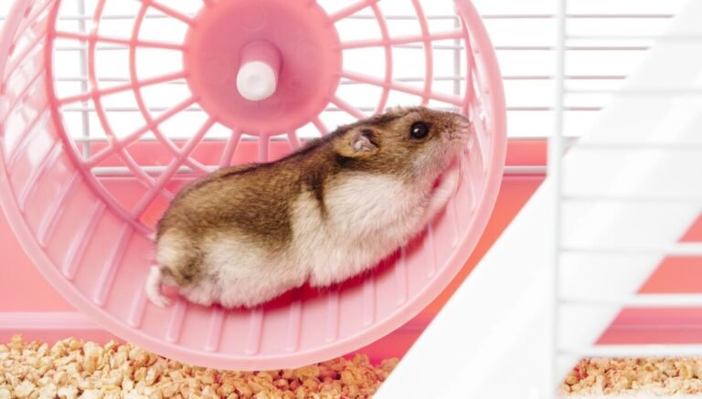 YouTuber turns hamster wheel into phone charger