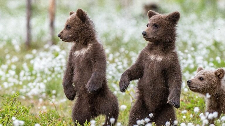 Bear cubs spar on woman’s front porch in adorable viral nature video, reactions pour in