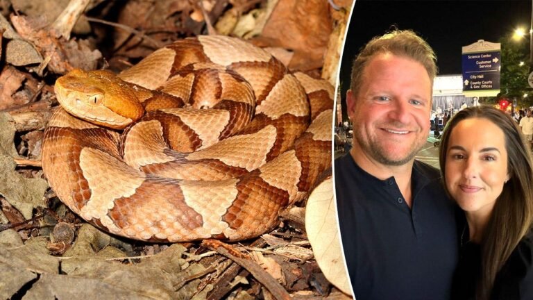Mayor recounts ordeal after wife bitten by copperhead snake: ‘Excruciating pain’