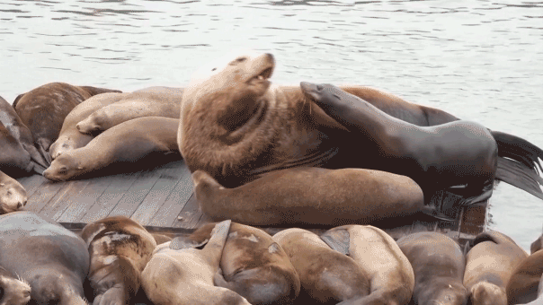 Giant sea lion ‘Chonkers’ draws crowds to San Francisco’s Pier 39