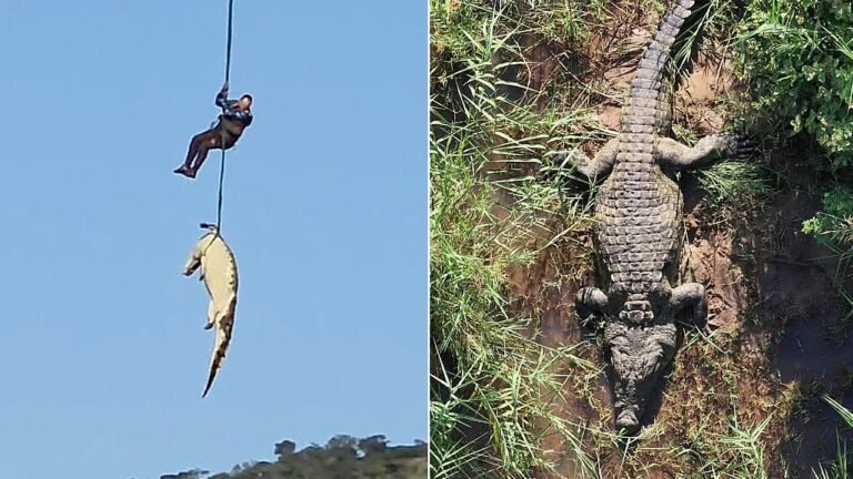 South Africa airlifts giant crocodile suspected of eating missing man