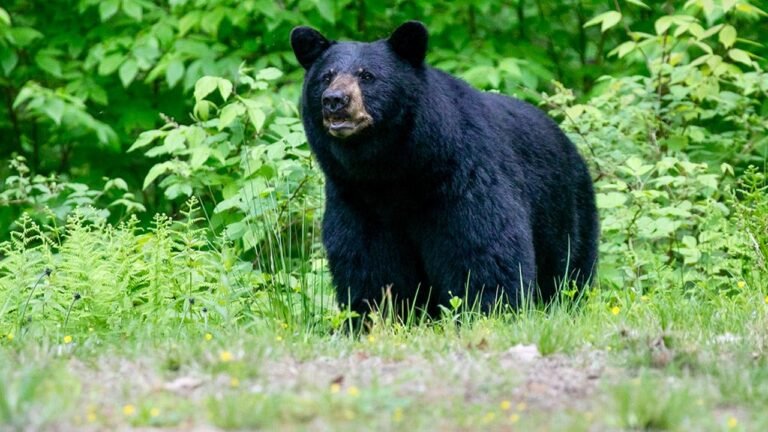Gatlinburg police free black bear that locked itself inside hotel bathroom in wild viral video