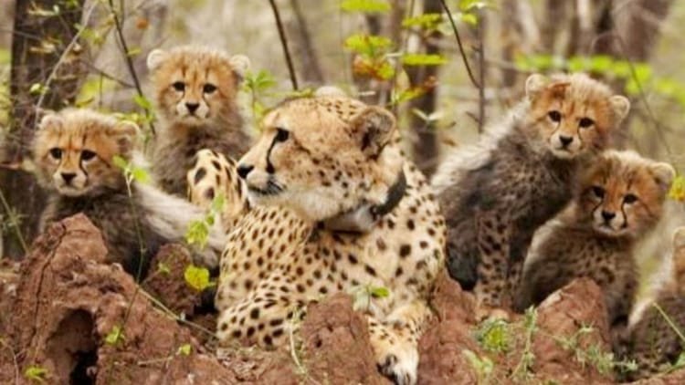 MP: Four cheetah cubs were found dead in the forest of Kuno, the clan was destroyed within a month; Who made children victims? – MP News Four Cheetah Cubs Found Dead In Kuno Forest, Know Cause Of Death Details In Hindi