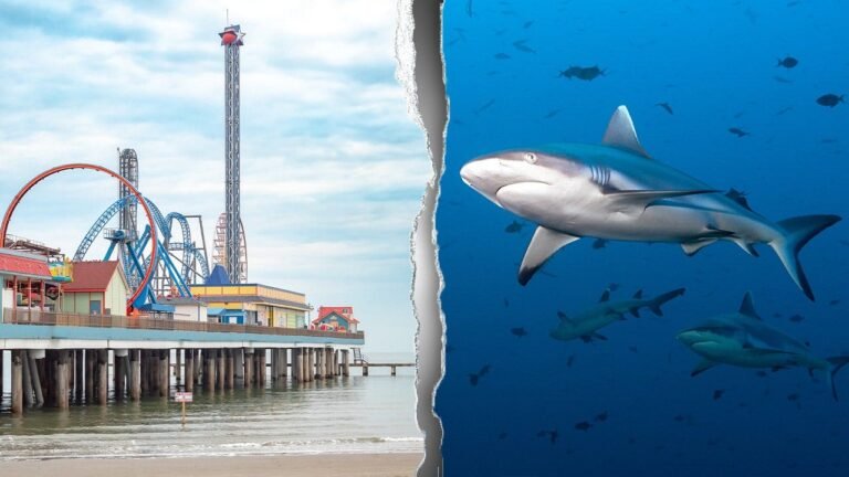 Texas teen fights for his life as shark bites him off Galveston coast