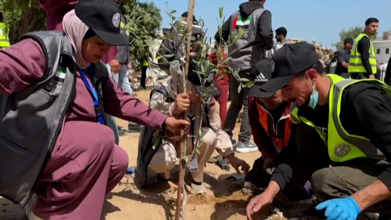 Gaza volunteers plant olive trees at devastated al-Shifa Hospital | Genocide News
