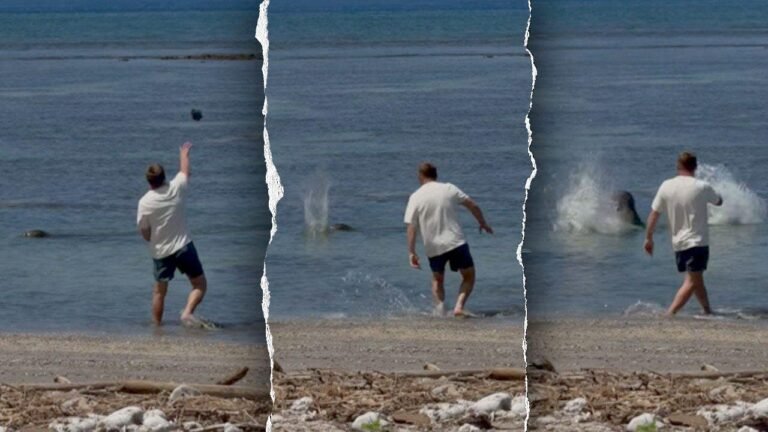 Man who bragged he was ‘rich enough’ faces federal charges for seal attack