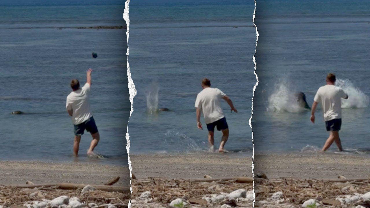 monk-seal-split.jpeg