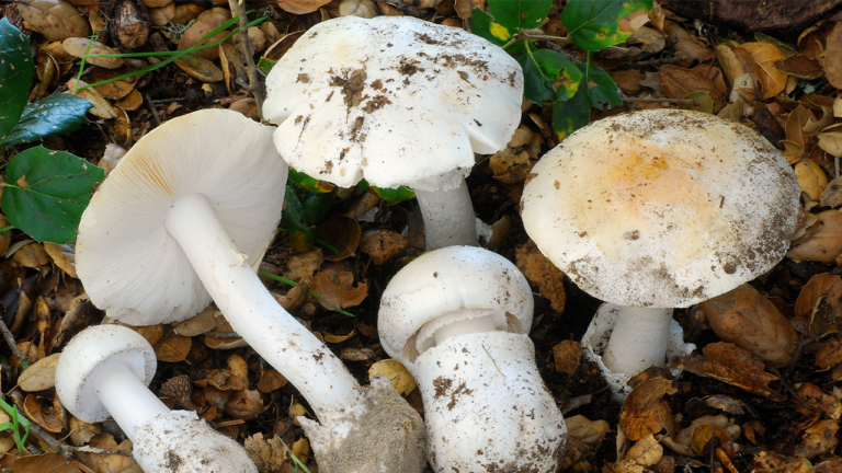 3 hospitalized after eating toxic wild mushrooms in Napa County, California