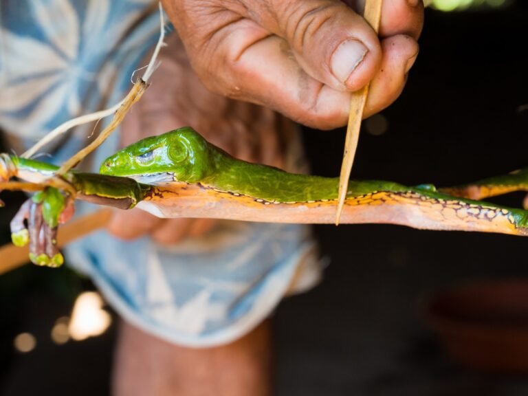 Kambo: What is the frog poison ‘spiritual ritual’ killing detoxers? | Government News