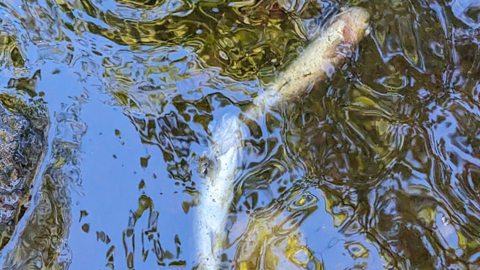 skynews-knockando-burn-river-spey_7238842.jpg