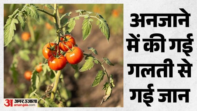 Death after eating tomatoes: Her health deteriorated after eating them after plucking them from the plant in the field, she lost her life during treatment – Girl Dies In Nuh After Eating Pesticide Laced Tomatoes