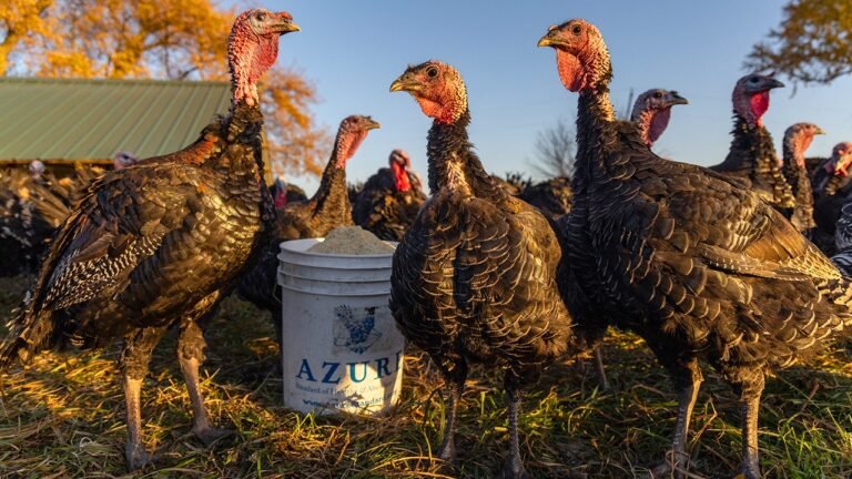 Barn fires ravage farms nationwide — millions of animals pay the price