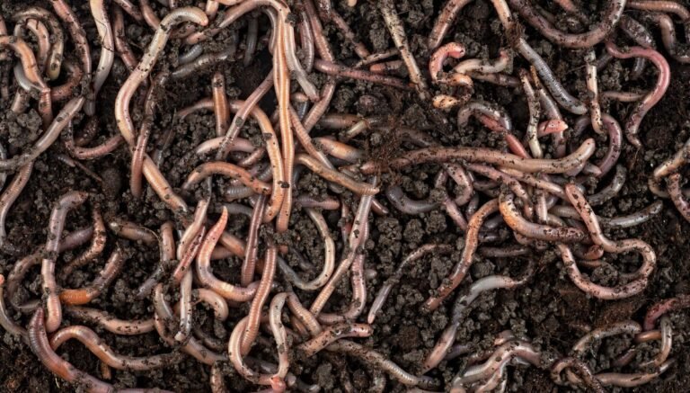 Shai-Hulud malware infects Red Hat npm packages downloaded 80K times weekly