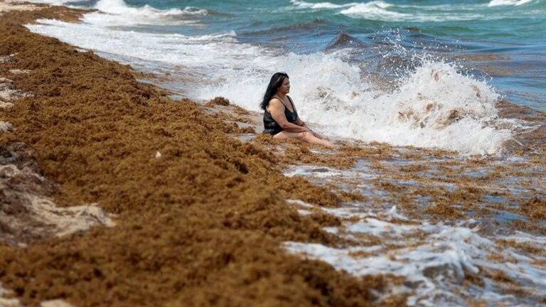 Record-breaking invasion of seaweed invades South Florida beaches