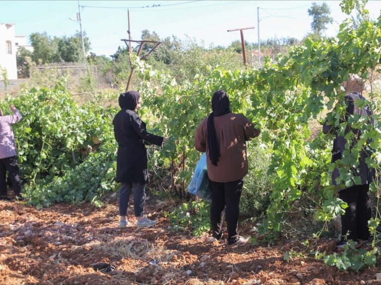 Paradise lost: How Israel is making war on West Bank farmers | Agriculture News