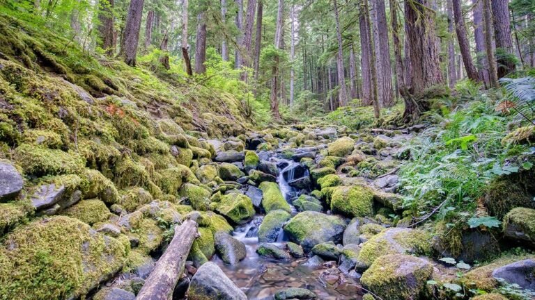 Olympic National Park remains identified nearly 30 years after discovery