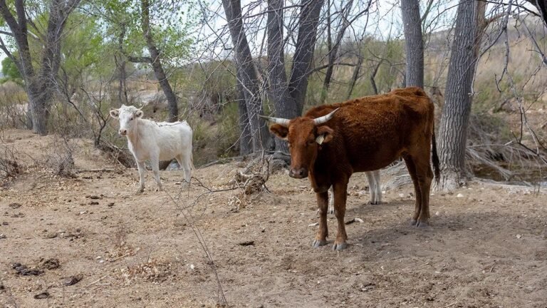 Flesh-eating screwworms confirmed in Texas as beef prices face new threat